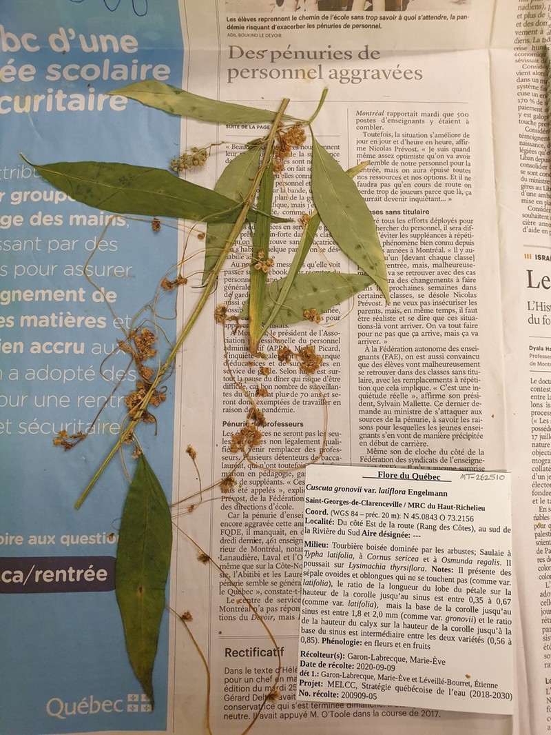 Cuscuta saururi photo 4