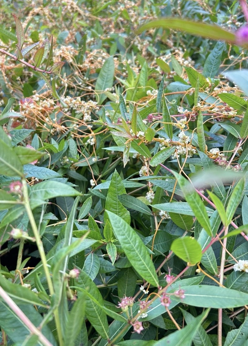 Cuscuta saururi photo 5