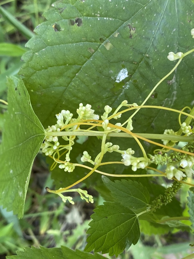 Cuscuta saururi photo 6