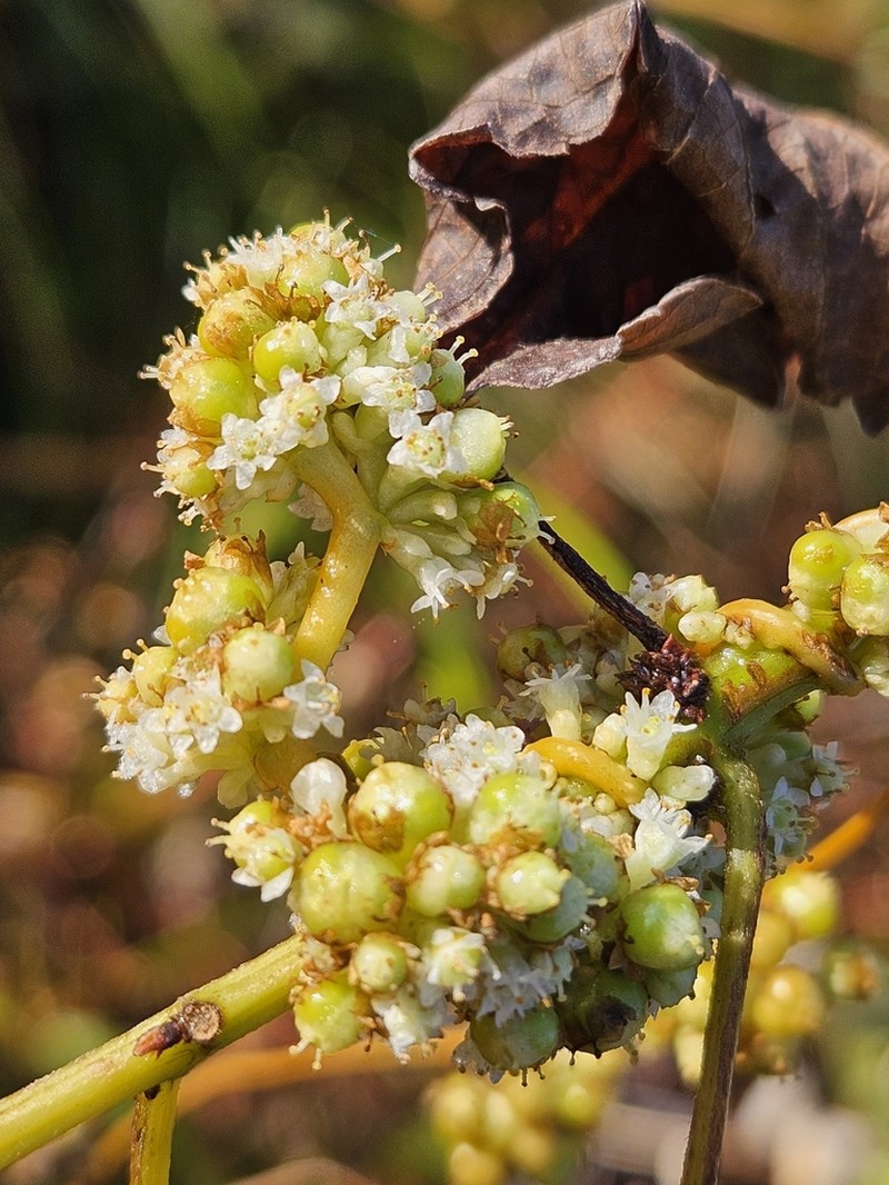 Cuscuta saururi photo 7