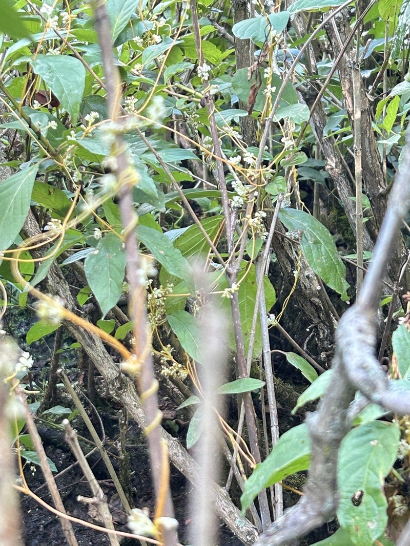 Cuscuta saururi photo 8
