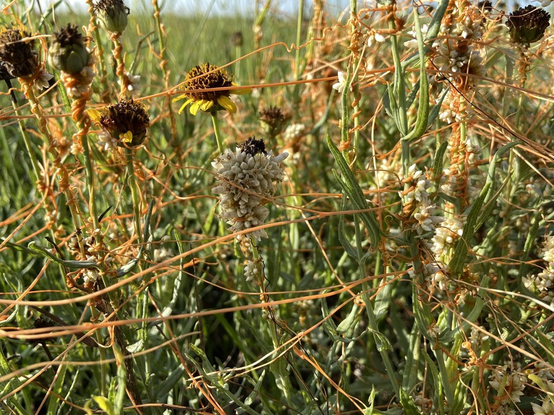Scaleflower Dodder photo 2