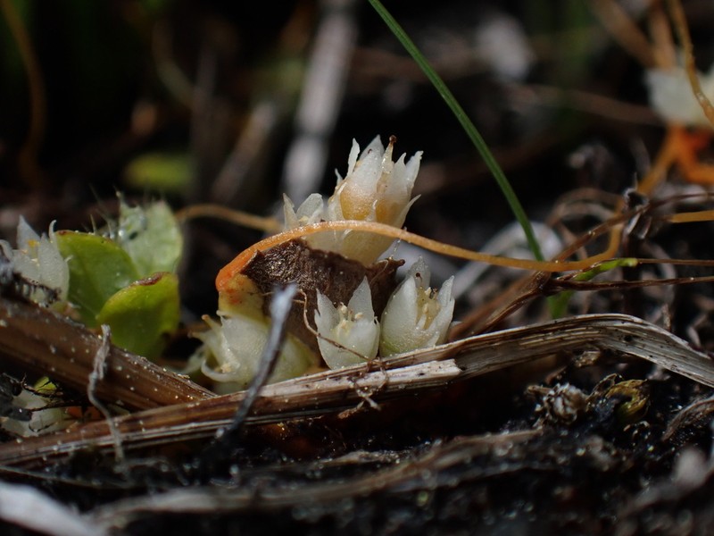 Mountain Dodder photo 2