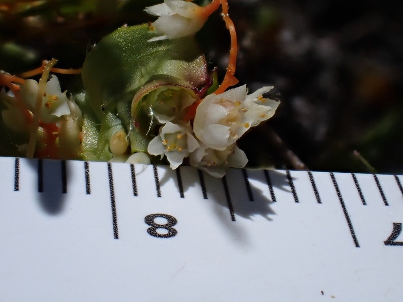 Mountain Dodder photo 3