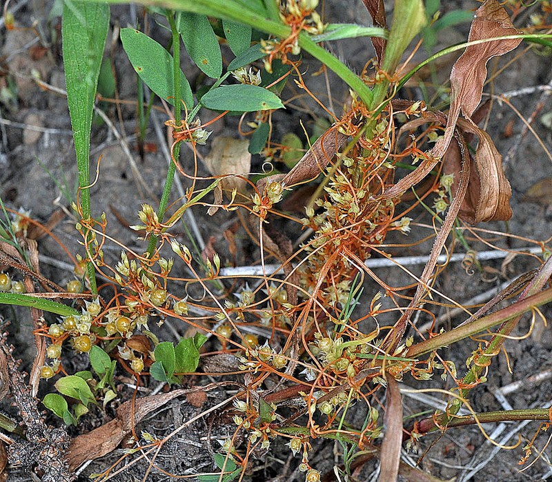 Mountain Dodder photo 6