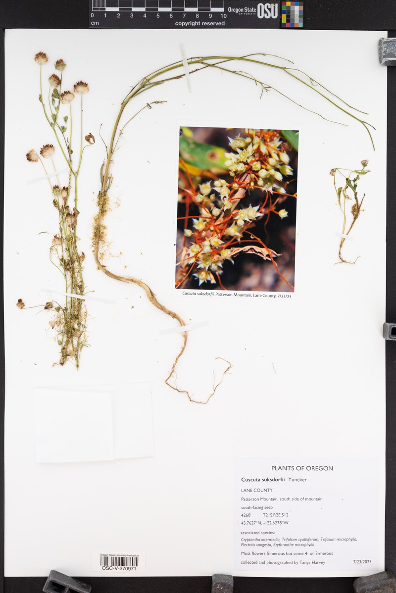 Mountain Dodder photo 7