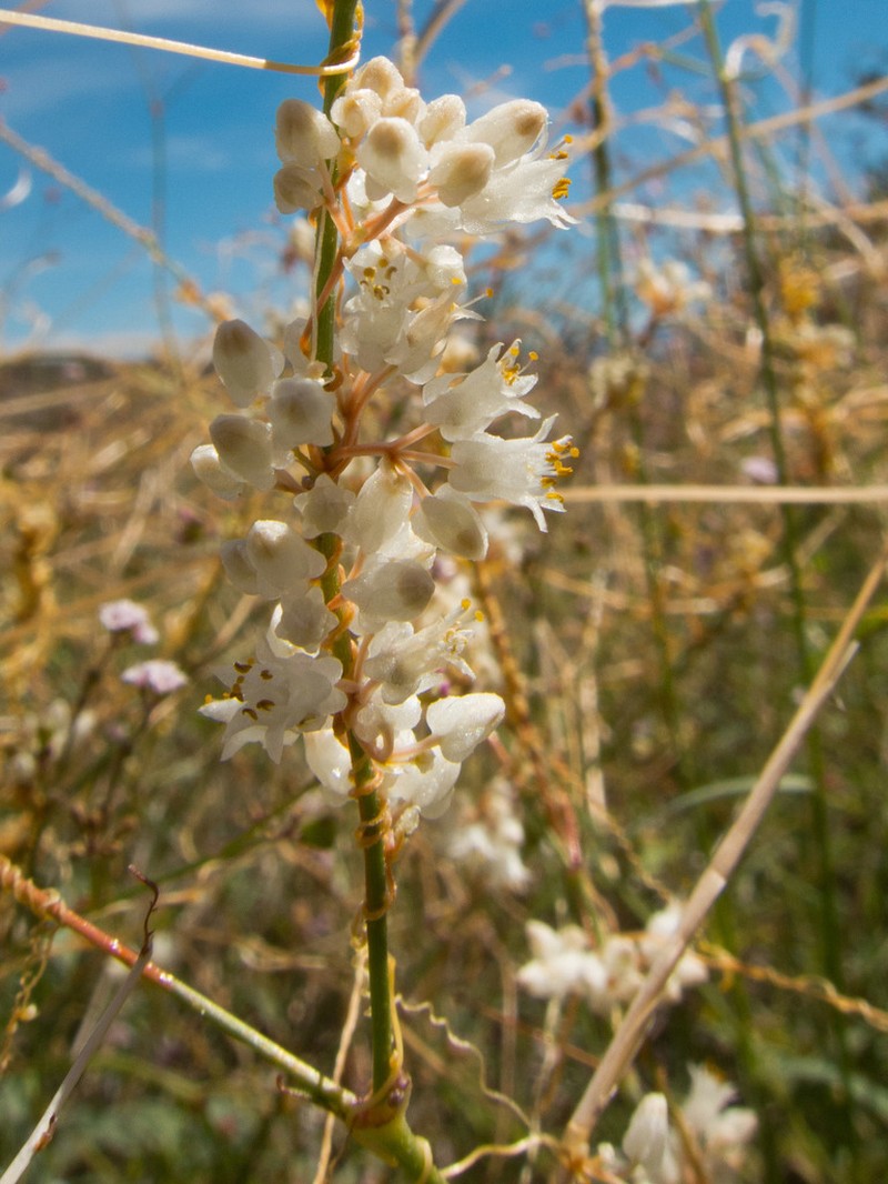Tubercle Dodder