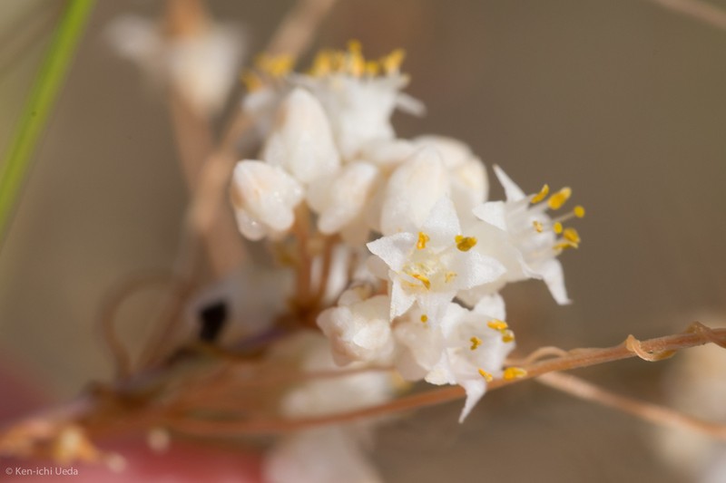 Tubercle Dodder photo 2