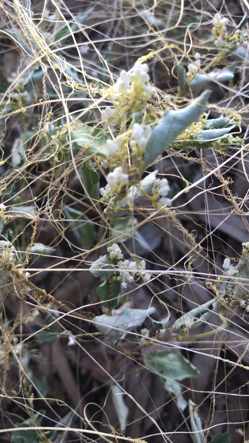 Tubercle Dodder photo 3