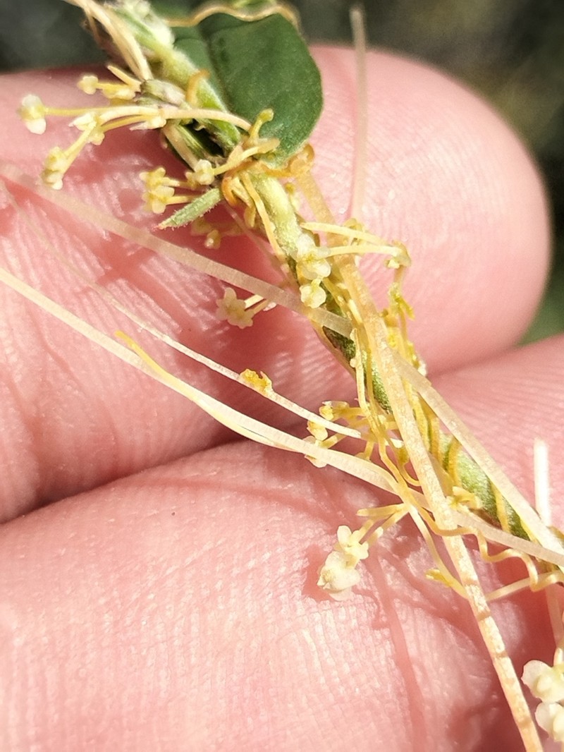 Tubercle Dodder photo 4
