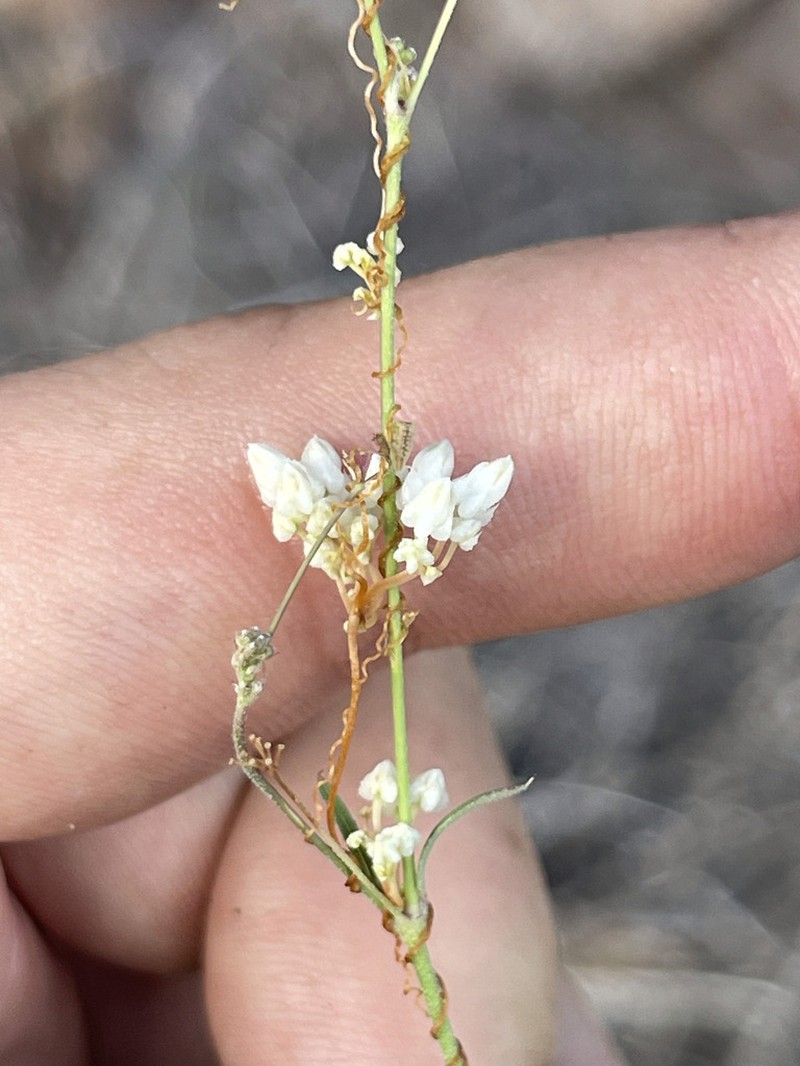 Tubercle Dodder photo 5