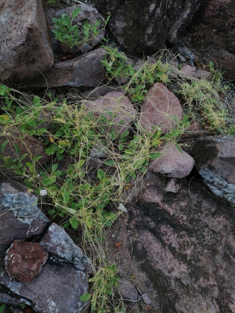 Tubercle Dodder photo 7