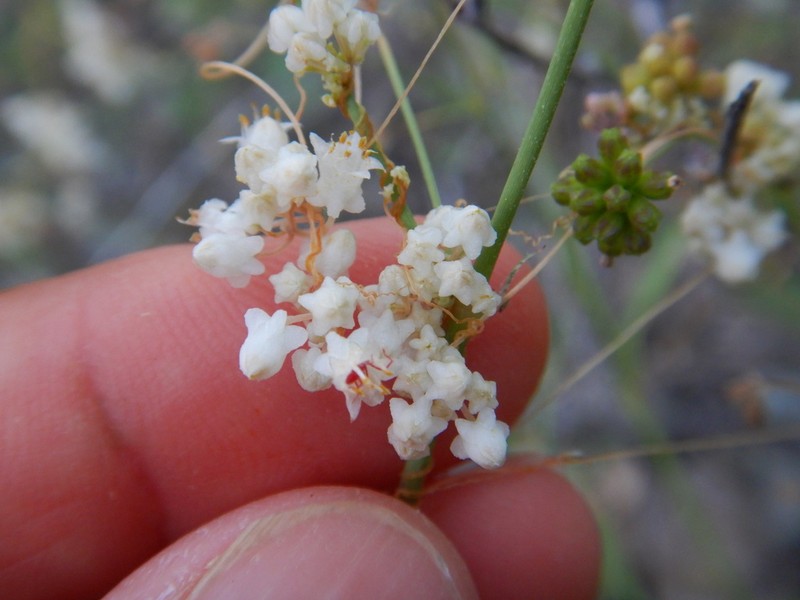 Tubercle Dodder photo 8
