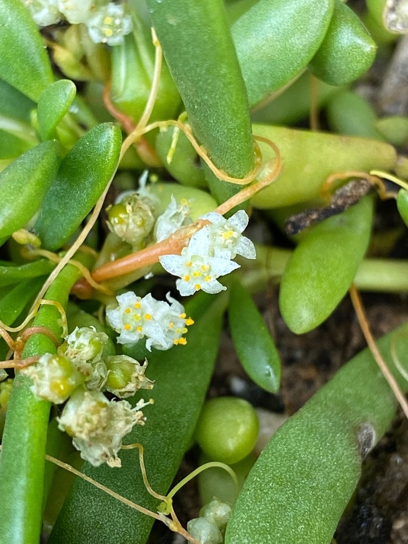 Flatglobe Dodder