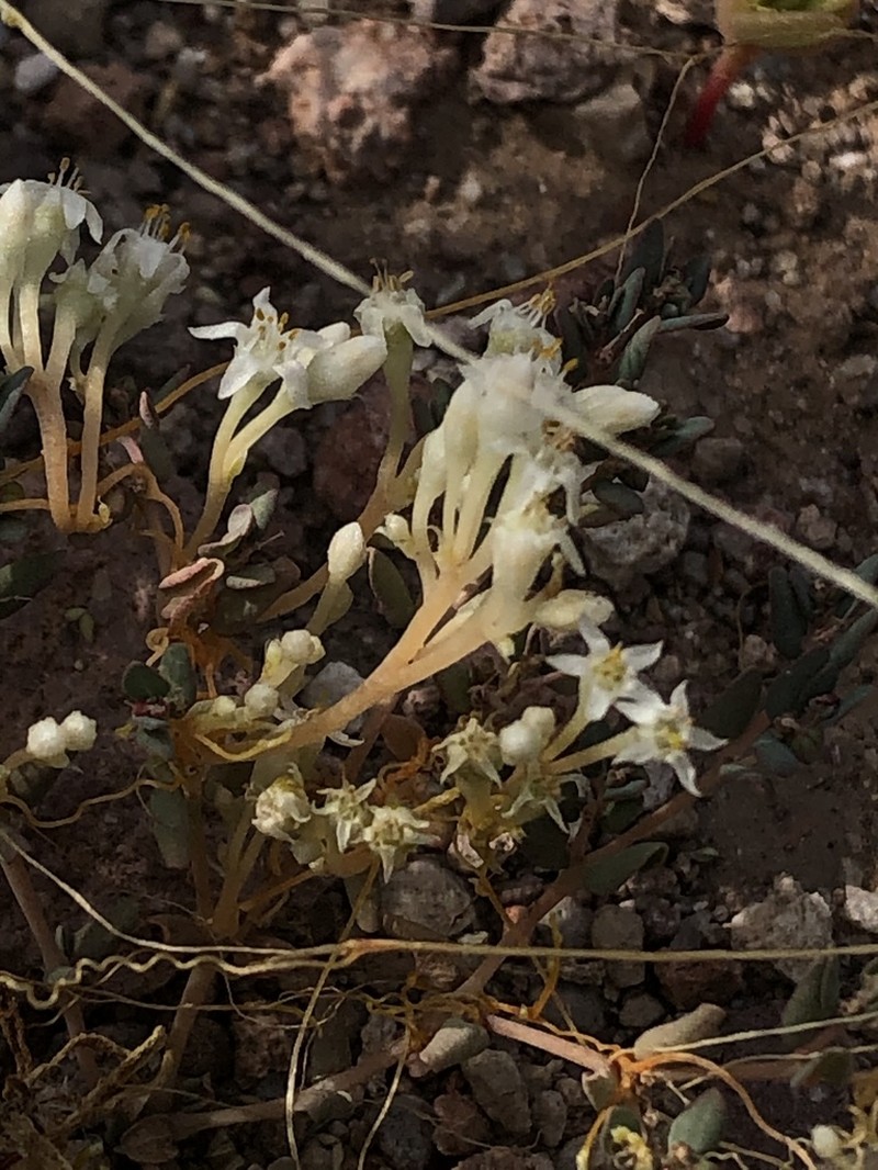 Flatglobe Dodder photo 3