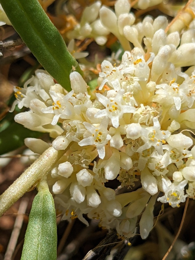 Flatglobe Dodder photo 4