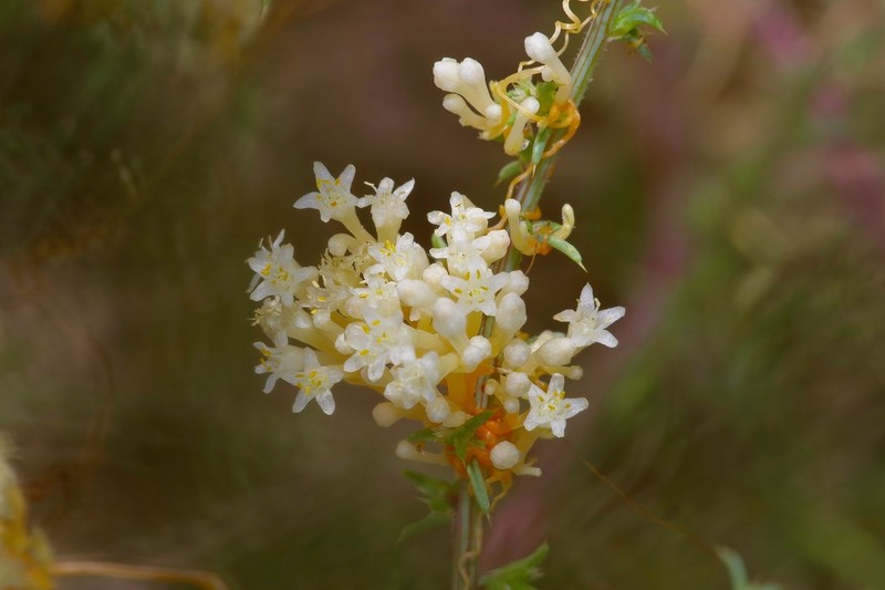 Flatglobe Dodder photo 5