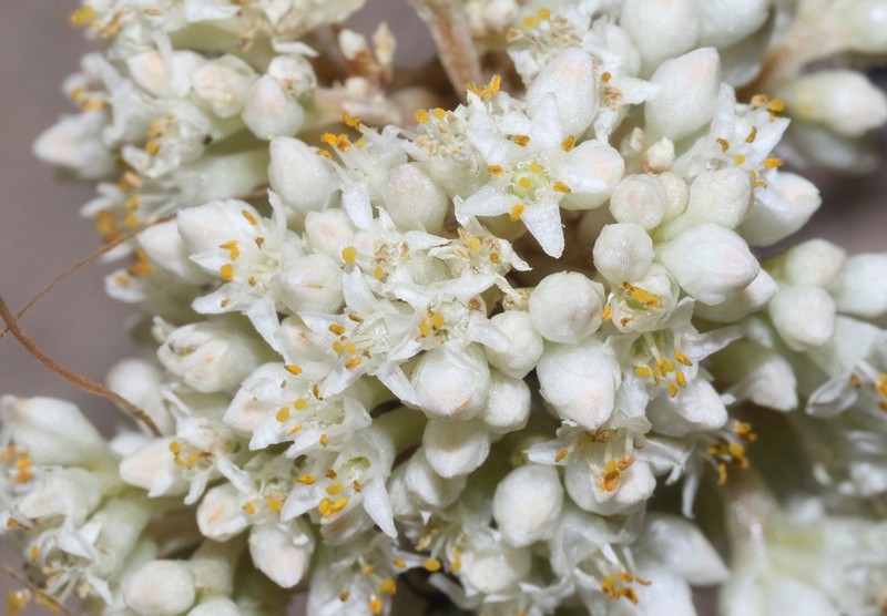 Flatglobe Dodder photo 6