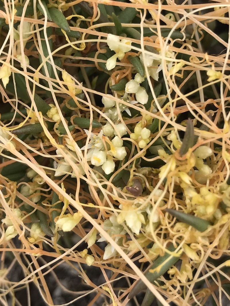 Flatglobe Dodder photo 7