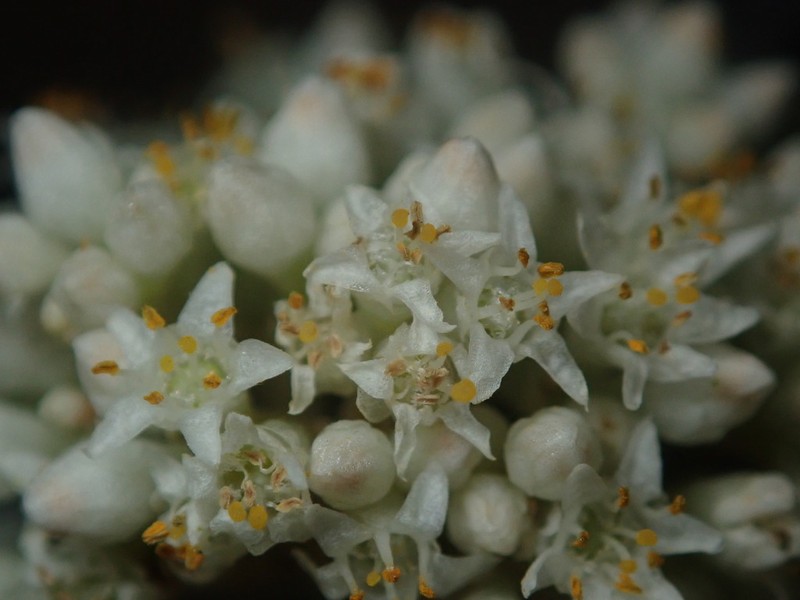 Flatglobe Dodder photo 8
