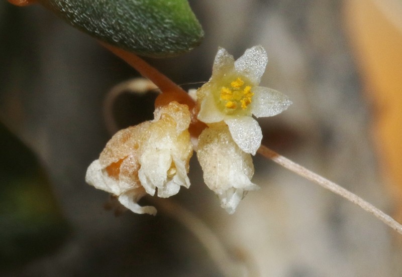 Veatch's Dodder