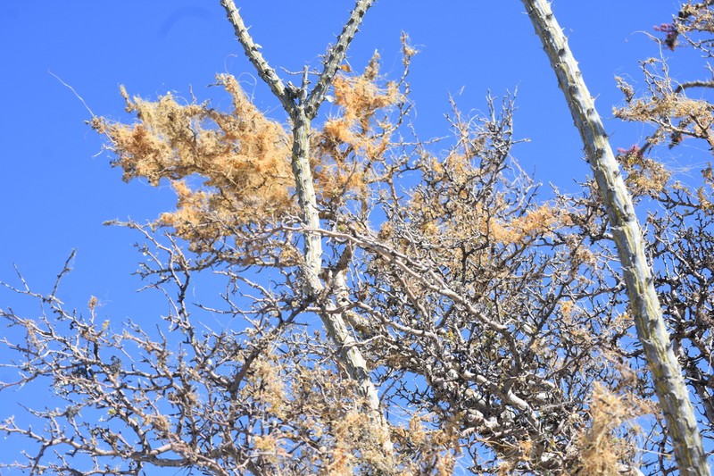 Veatch's Dodder photo 2