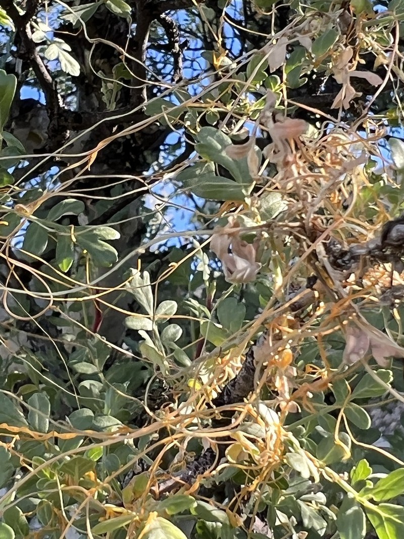 Veatch's Dodder photo 4