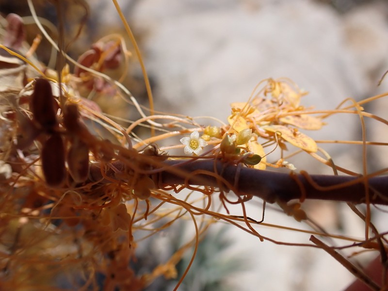 Veatch's Dodder photo 5