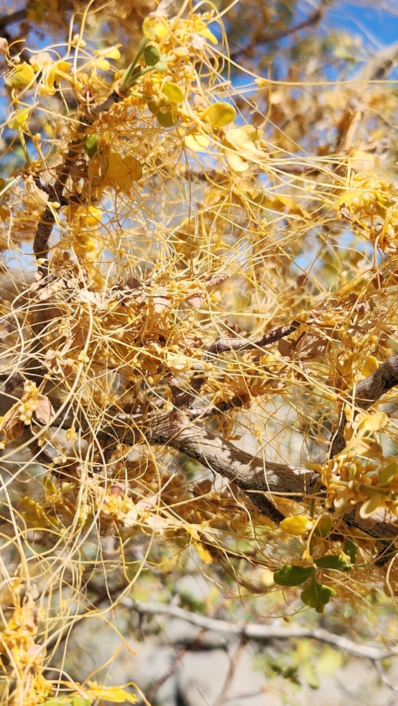 Veatch's Dodder photo 6