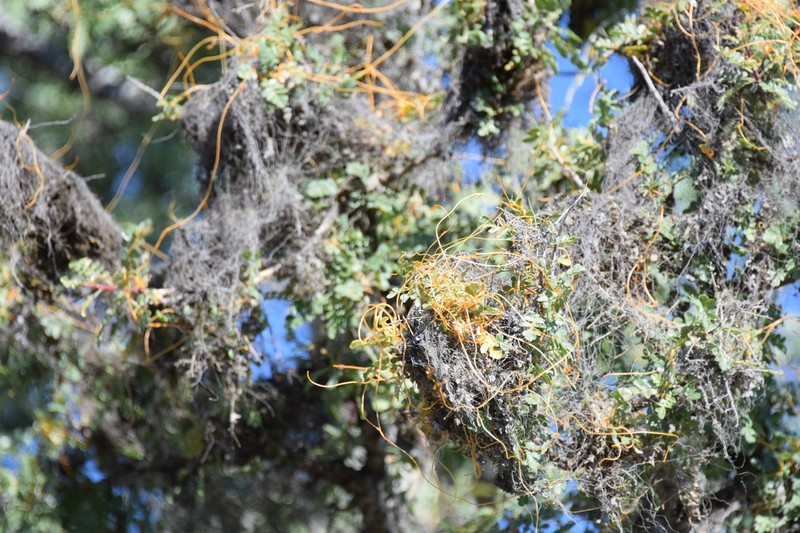 Veatch's Dodder photo 8