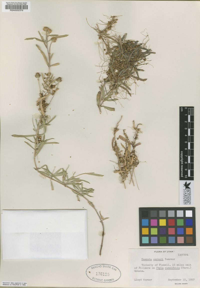 Warner's Dodder