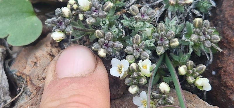 Alkali Cusickiella photo 3