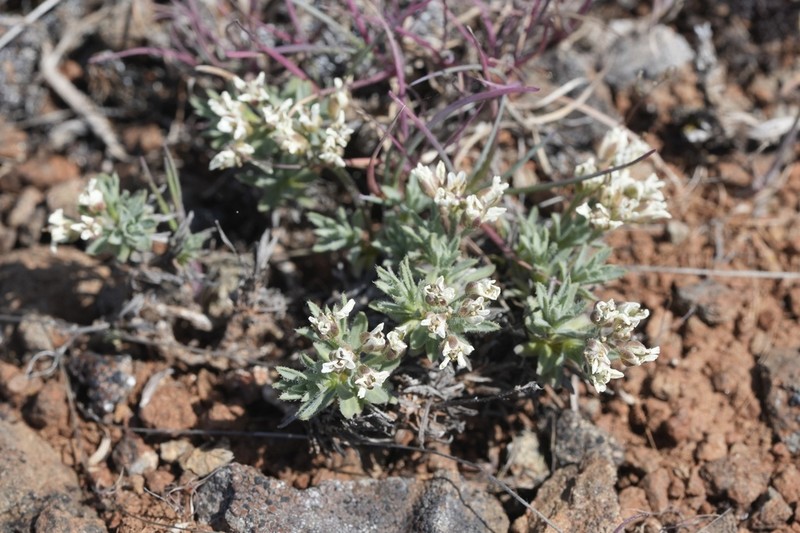 Alkali Cusickiella photo 5