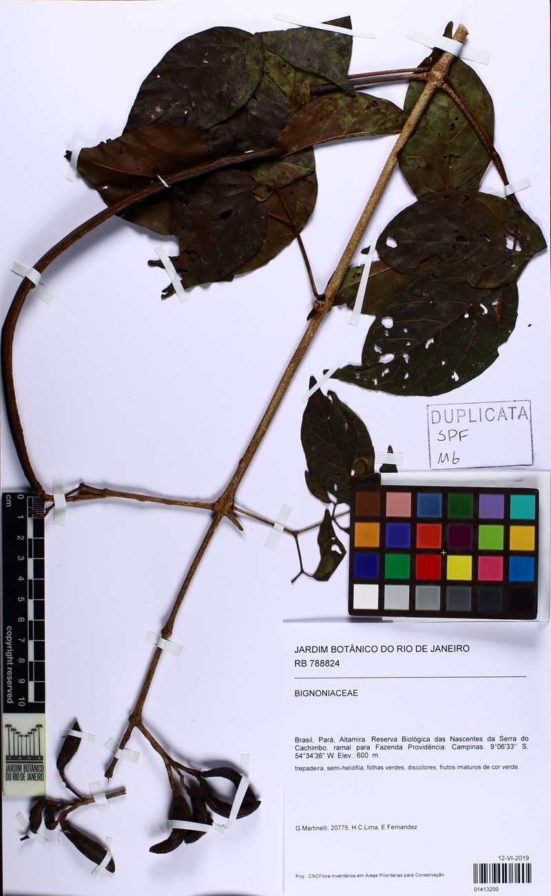 Cuspidaria bracteolata photo 2