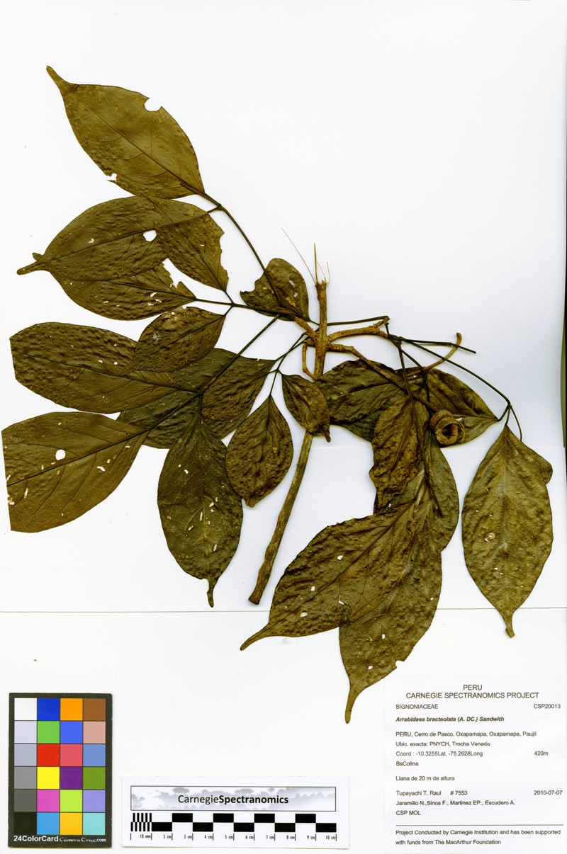Cuspidaria bracteolata photo 3