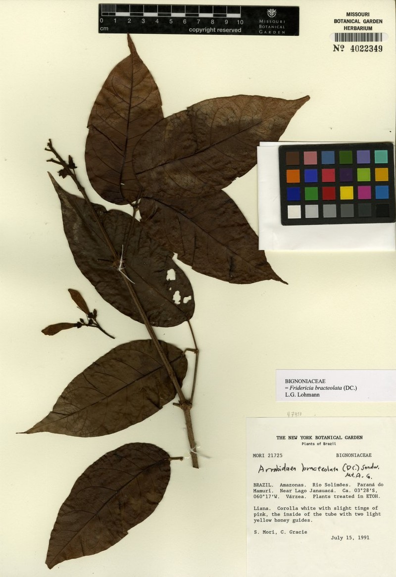Cuspidaria bracteolata photo 4