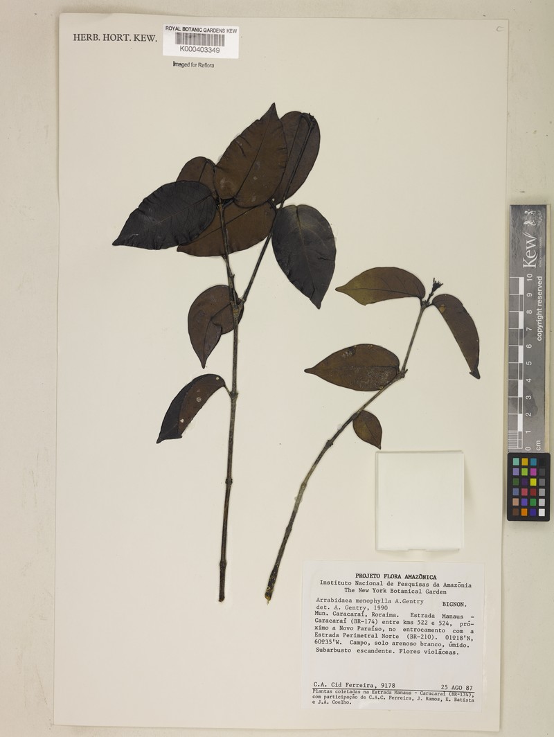 Cuspidaria monophylla