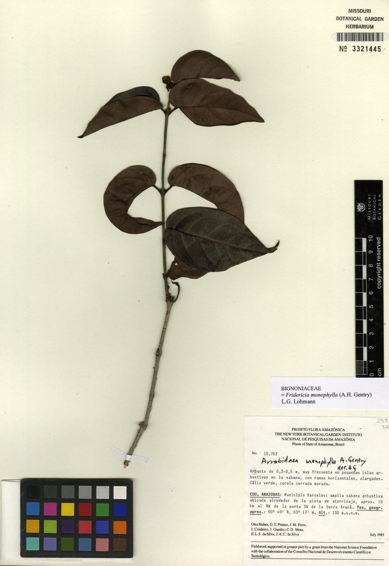 Cuspidaria monophylla photo 3