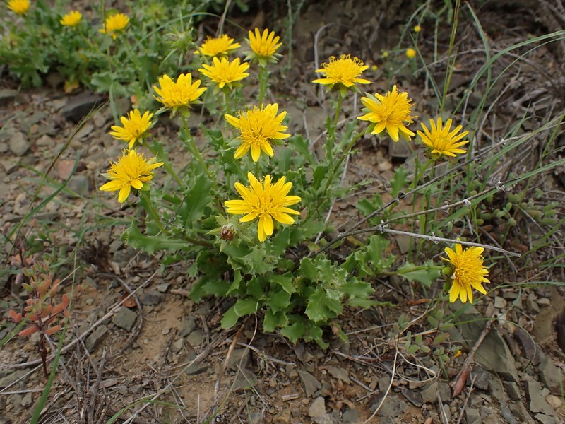 Cuspidia cernua subsp. annua photo 2