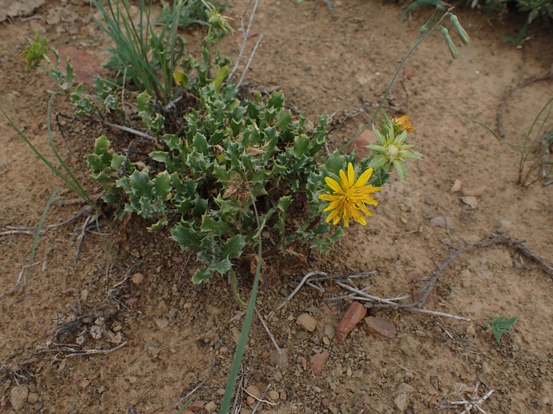 Cuspidia cernua subsp. annua photo 3