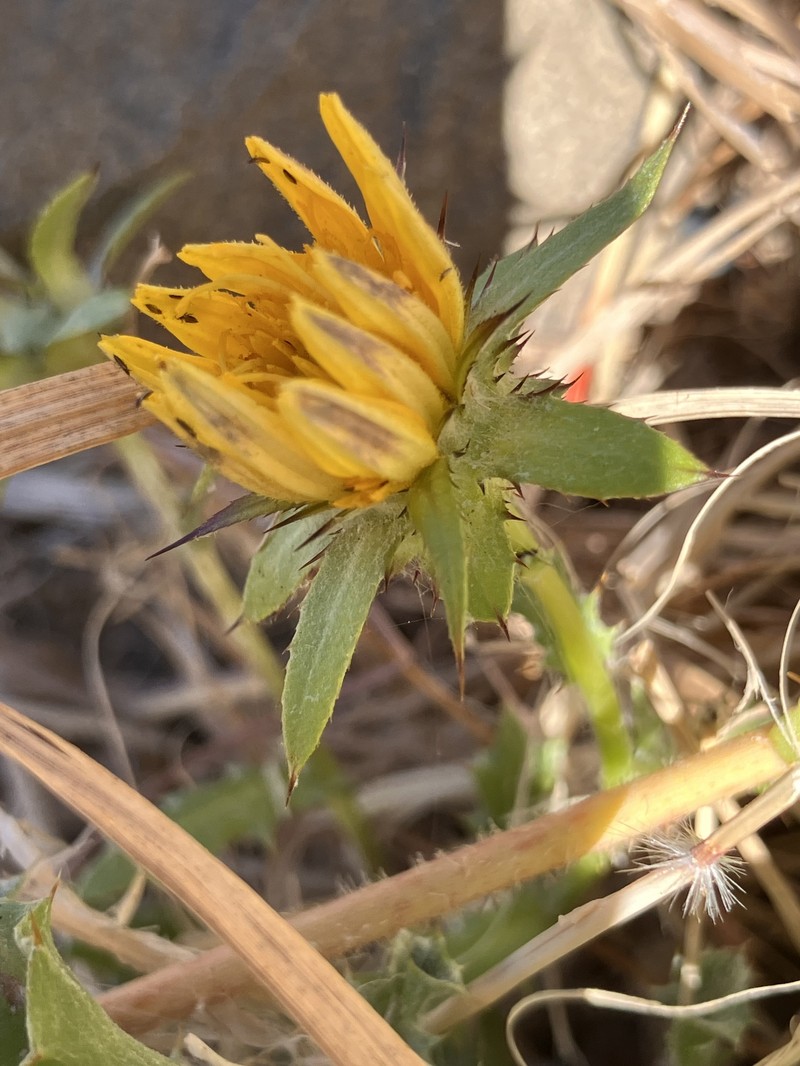 Cuspidia cernua subsp. annua photo 4