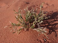 Memphisgrass