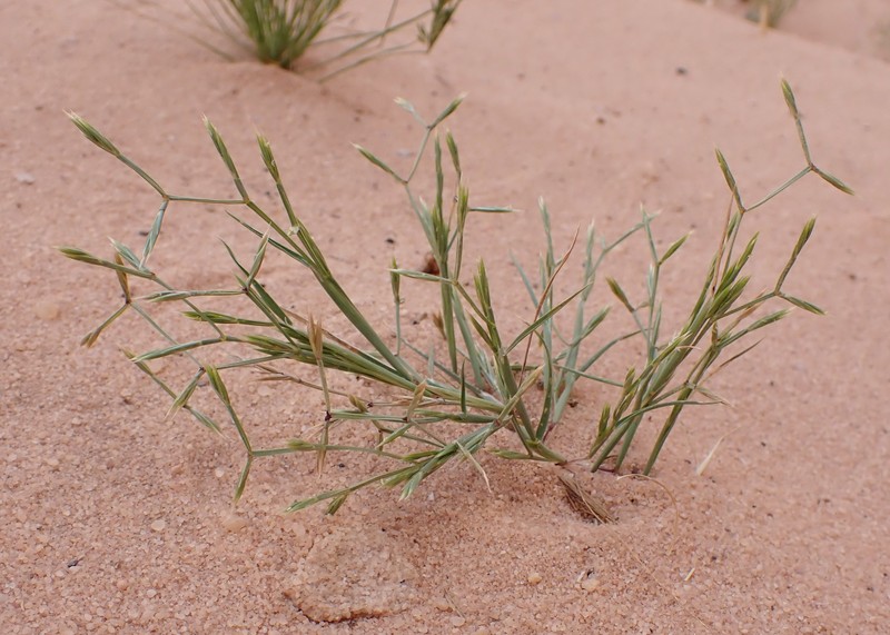 Memphisgrass photo 2
