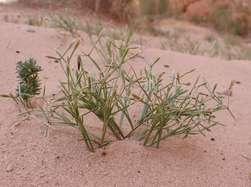 Memphisgrass photo 3
