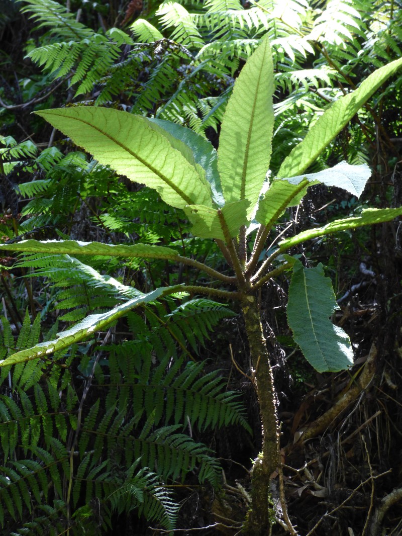 Haleakala Cyanea