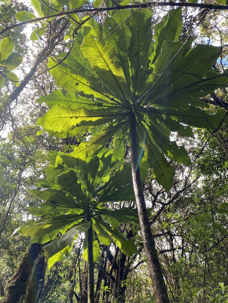 Haleakala Cyanea