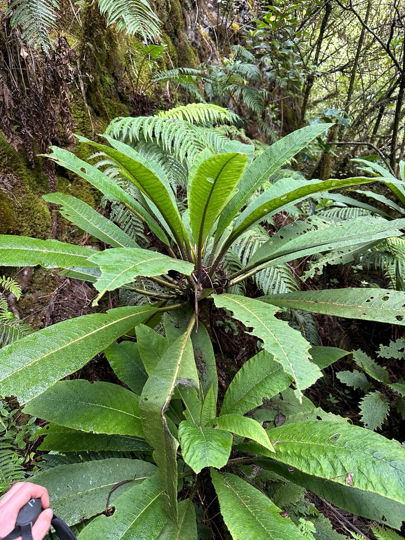 Haleakala Cyanea photo 4