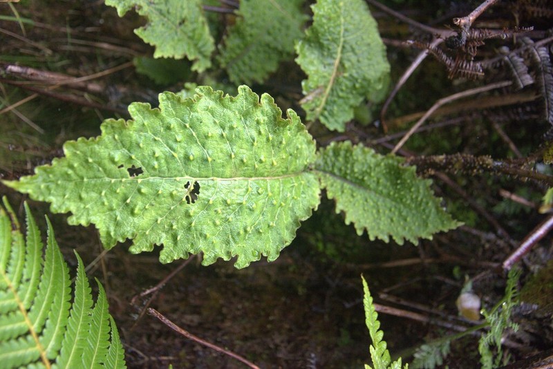 Haleakala Cyanea photo 5