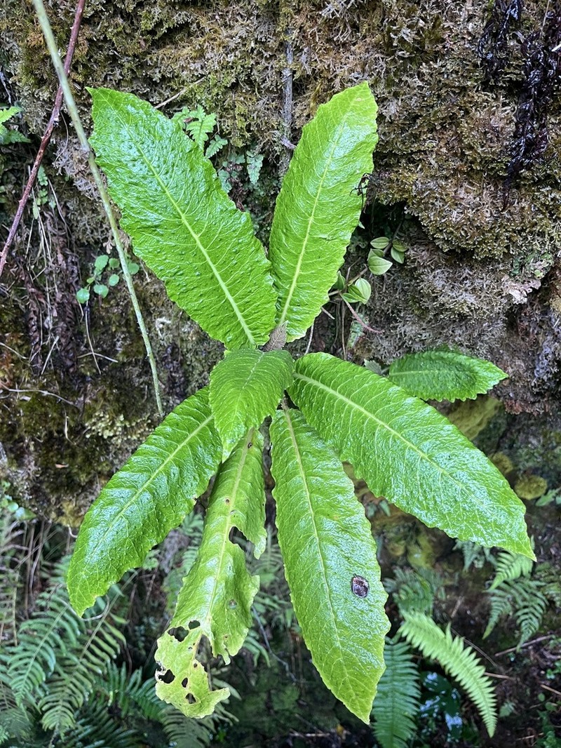Haleakala Cyanea photo 6