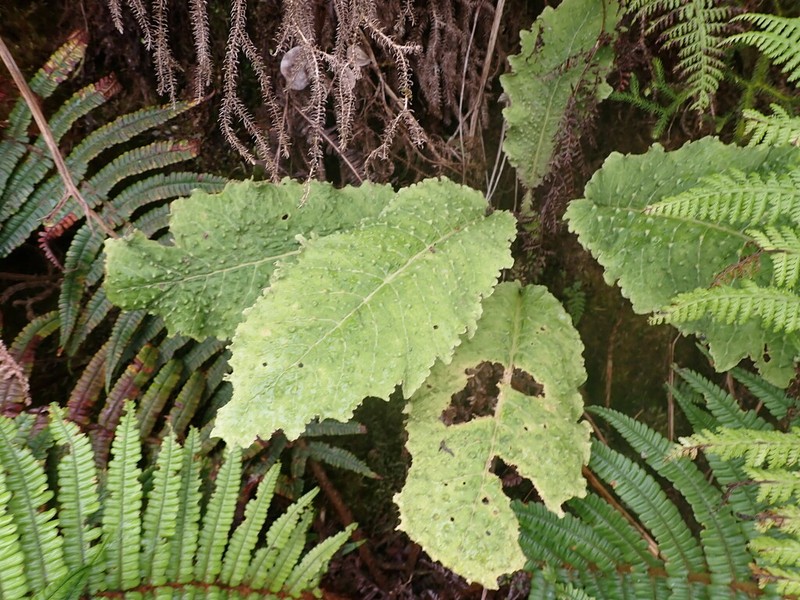 Haleakala Cyanea photo 7